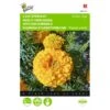 Afrikaan Golden Age - Tagetes Erecta