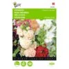 Alcea Rosea Chaters Mix