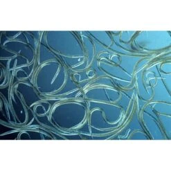 Aquanemix 1.25 V - Doseersproeier Voor Aaltjes -Aanbiedingen Groente Zaden Winkel auquanemix 125 v doseersproeier 1497858309 1 600