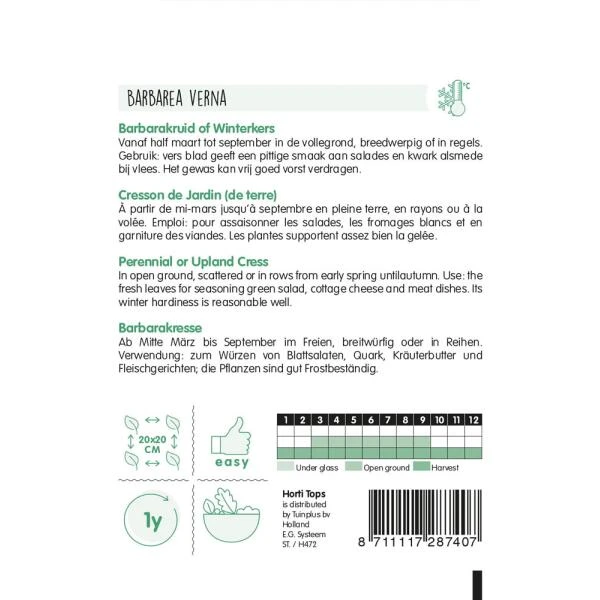 Barbarakruid - Barbarea Praecox 2 Barbarakruid - Barbarea Praecox - Afbeelding 2