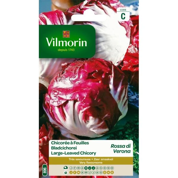 Bladcichorei Rode Van Verona 1 Bladcichorei Rode Van Verona