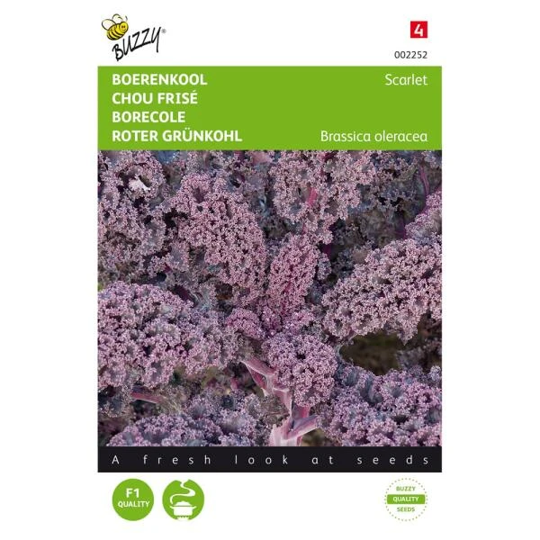 Boerenkool Scarlet Paars 1 Boerenkool Scarlet Paars
