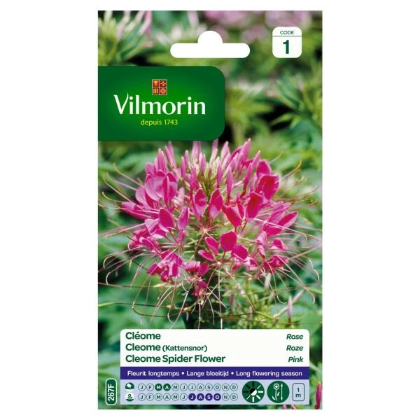 Cleome Kattensnor Roze 1 Cleome Kattensnor Roze
