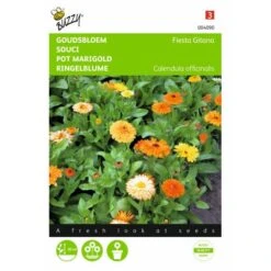 Goudsbloem Fiesta Gitana