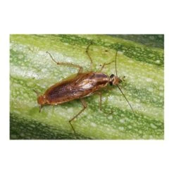 Kakkerlakkenval XL + Lokstof - Set Van 4 Stuks -Aanbiedingen Groente Zaden Winkel kakkerlakkenval xl lokstof 1499689639 3 600