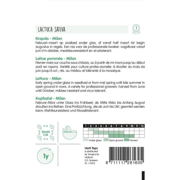 Kropsla Milan - Lactuca Sativa 2 Kropsla Milan - Lactuca Sativa - Afbeelding 2