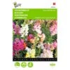 Leeuwenbekje - Antirrhinum Majus Nanum
