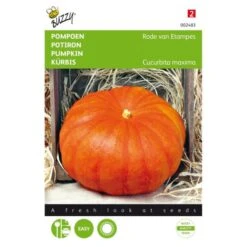 Pompoen Rode Van Etampes - Cucurbita Pepo