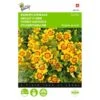 Randjesafrikaan - Tagetes Pumila