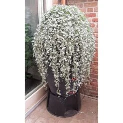 Regenton Antraciet - 360 Liter 7 Regenton Antraciet - 360 Liter -Aanbiedingen Groente Zaden Winkel regenton antraciet 360 liter 1566069314 1 600