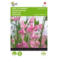 Reukerwt Royal Family Roze - Lathyrus Odoratus