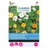 Suzanne Met De Mooie Ogen - Thunbergia Alata (klimmer)