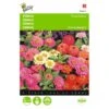 Zinnia Thumbelina Mix - Zinnia Elegans