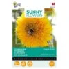 Zonnebloem Sungold - Helianthus Annuus (Sunflowers)
