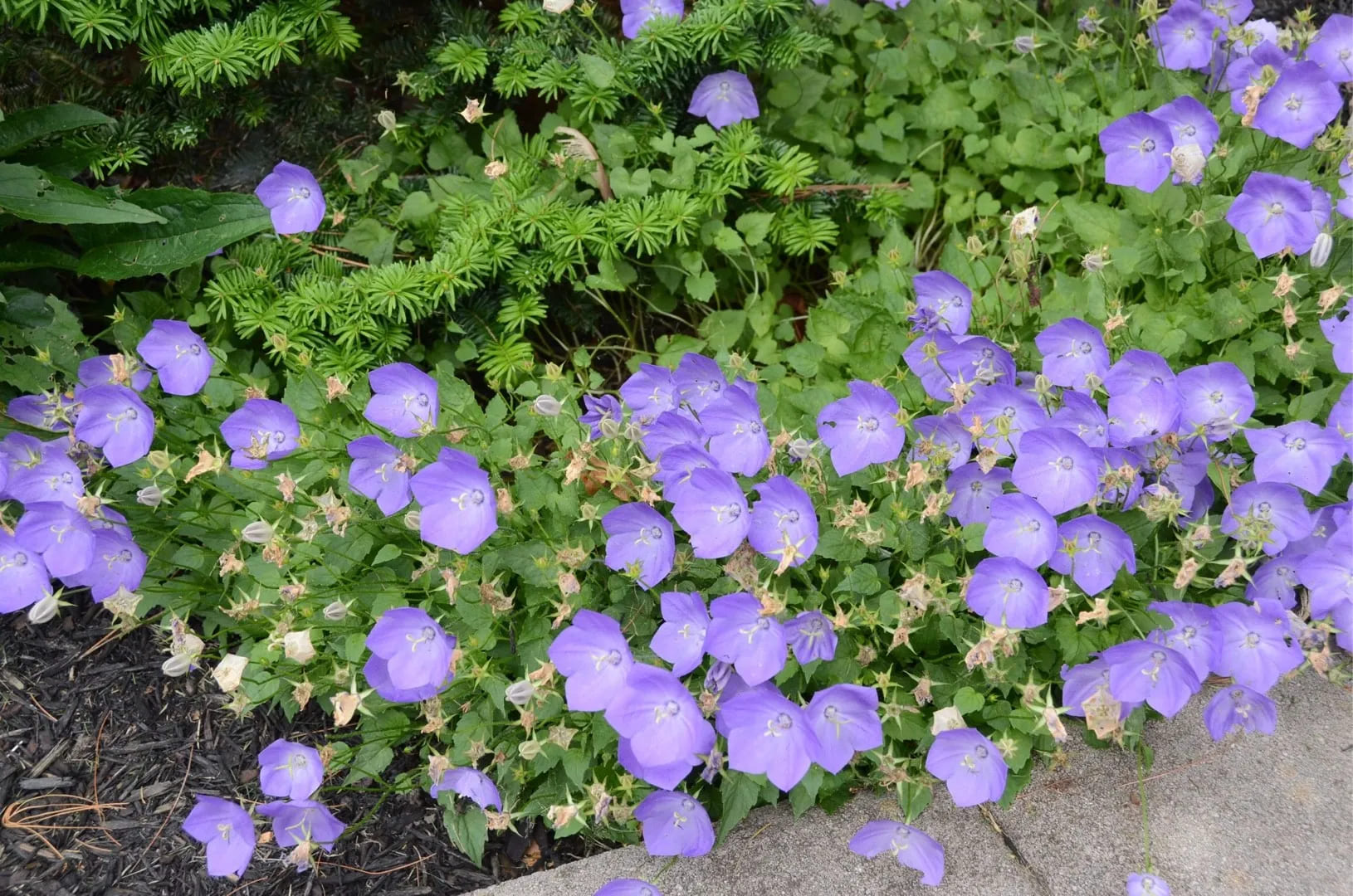 Aanbiedingen Groente Zaden Winkel -Aanbiedingen Groente Zaden Winkel CAT CANH