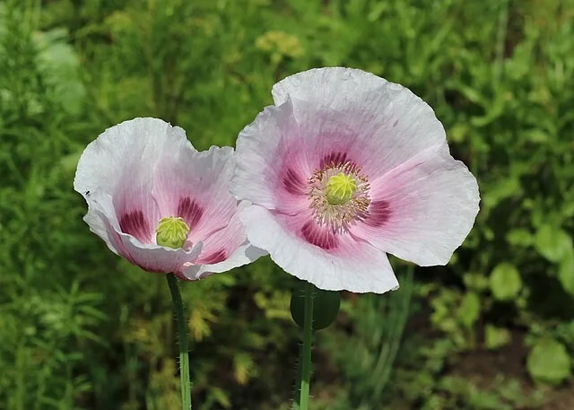 Aanbiedingen Groente Zaden Winkel -Aanbiedingen Groente Zaden Winkel slaapbolmaanzaadwitwiki2